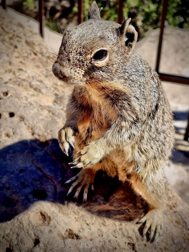 Ardilla en Grand Canyon