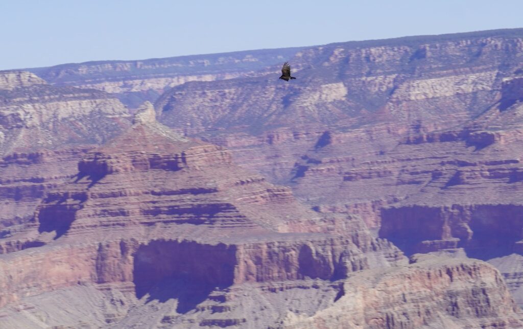 Grand Canyon, AZ