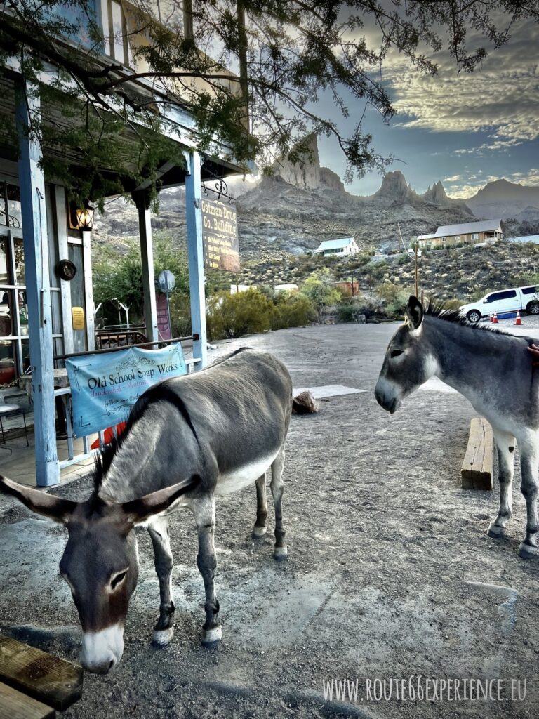 Burros en Oatman