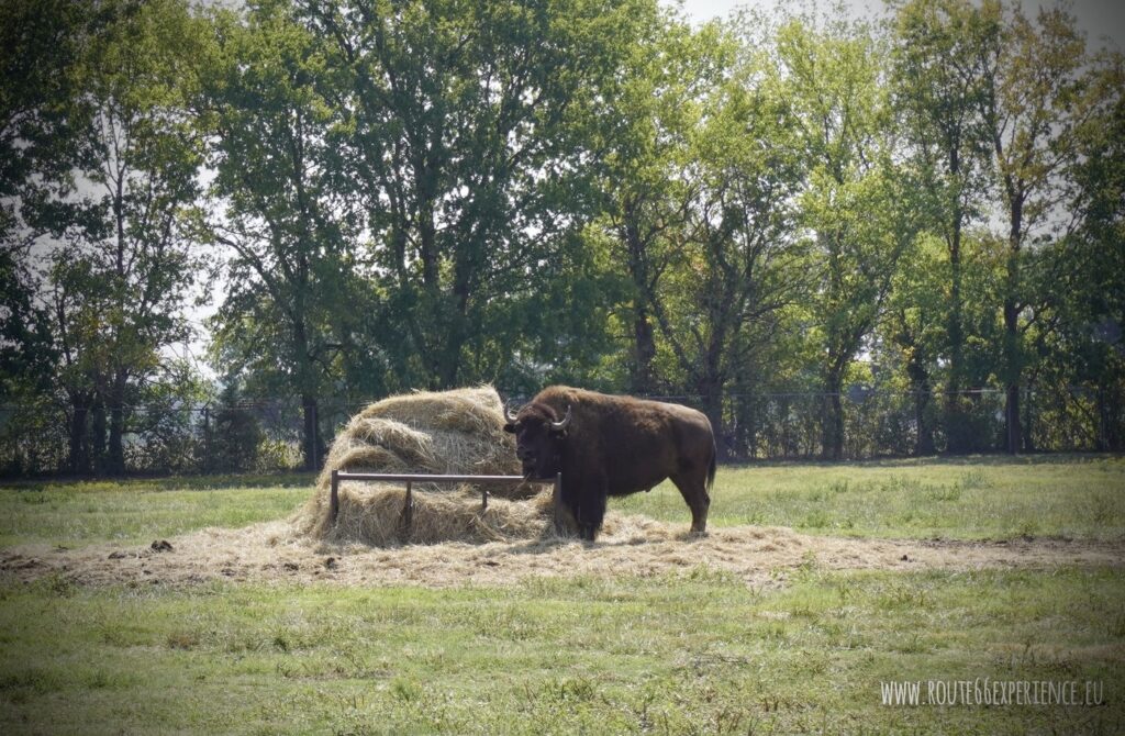 Woodshed of Buffalo Ranch